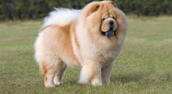 chow-chow-entre-as-racas-de-caes-menos-inteligentes-do-mundo