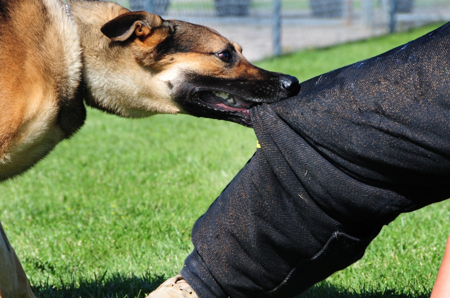 Conheça os 10 cães com as mordidas mais fortes do mundo, Comportamento