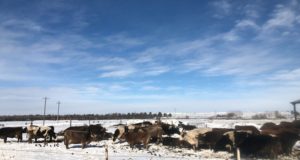 cow_winter_photo