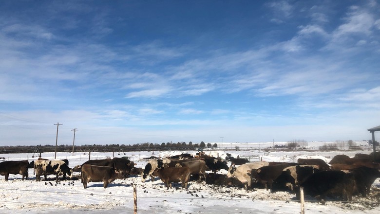 cow_winter_photo