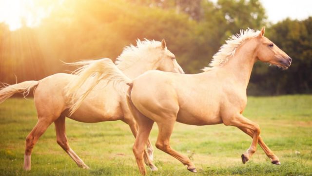 dicas-para-comprar-o-cavalo-perfeito-multicavalos-2 dicas-para-comprar-o-cavalo-perfeito-multicavalos-2