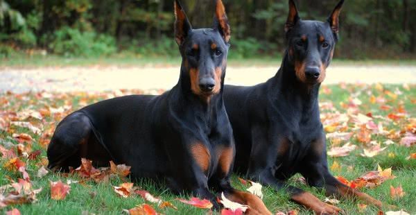 doberman