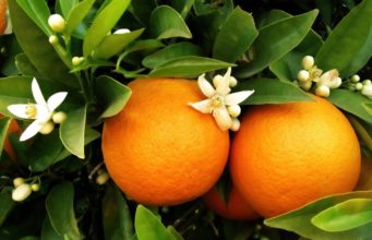 fruta-de-mesa-brandt-laranja