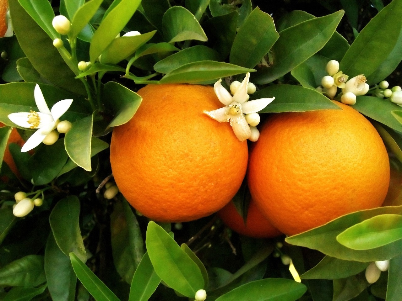 fruta-de-mesa-brandt-laranja