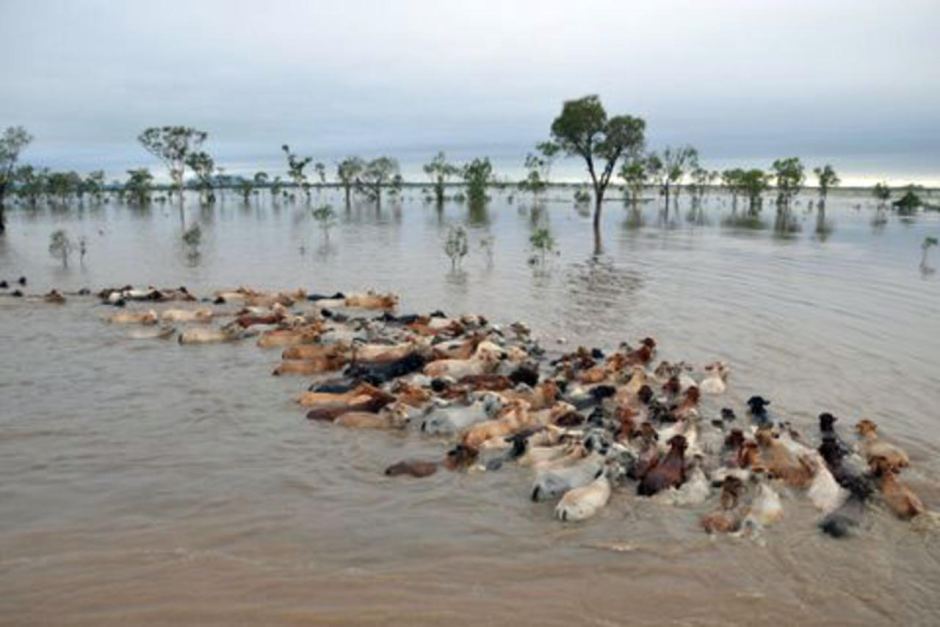 gado-nadando-enchente-australia