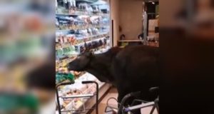 vacas selvagens invadem supermercado
