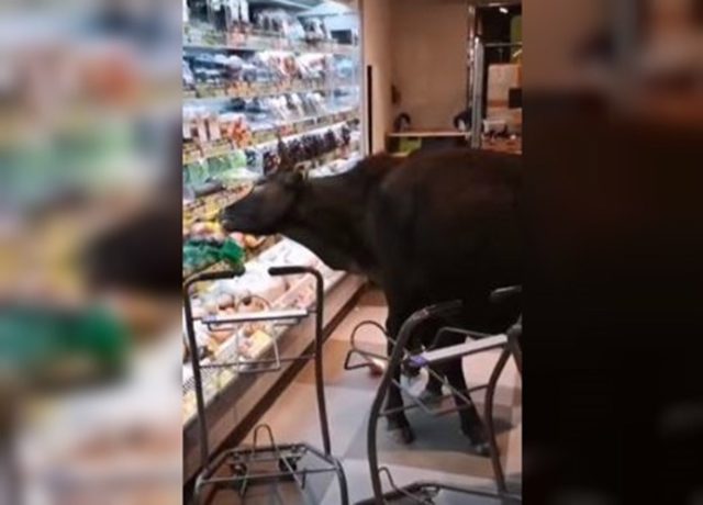 vacas selvagens invadem supermercado