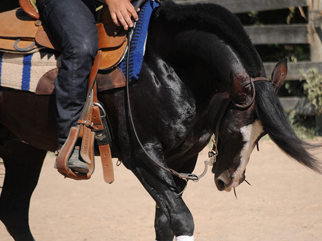 nfinito do Itapororó cavalo crioulo