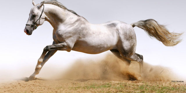 cavalo correndo areia