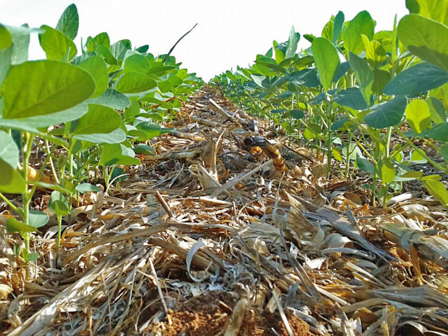 plantacao-soja-maranhao plantacao-soja-maranhao