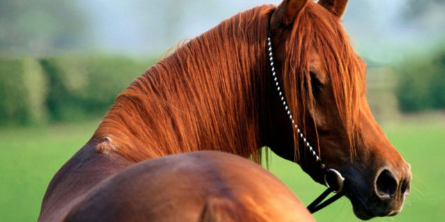 por-que-castrar-o-cavalo-scarparella por-que-castrar-o-cavalo-scarparella