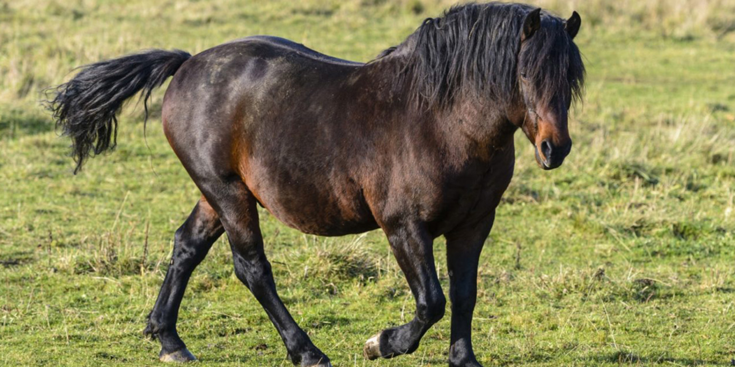 saiba-os-riscos-que-um-cavalo-obeso-pode-enfrentar-scarparella