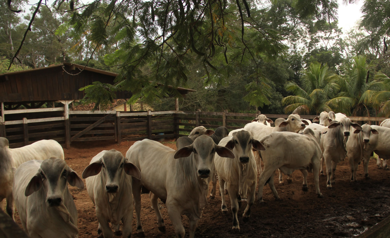 showrural raça tabapua