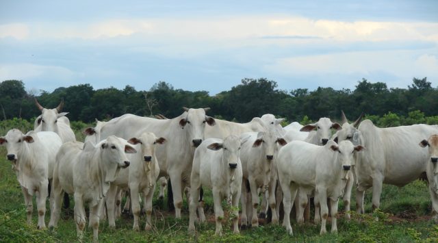 vacas-descarte vacas-descarte