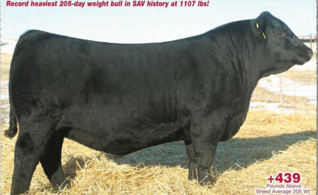 Touro Angus é vendido por US$ 1.5 milhão, recorde mundial Touro Angus é vendido por US$ 1.5 milhão, recorde mundial