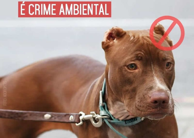 Corte-estetico-de-cauda-e-orelha-de-animais-crime-ambiental Corte-estetico-de-cauda-e-orelha-de-animais-crime-ambiental