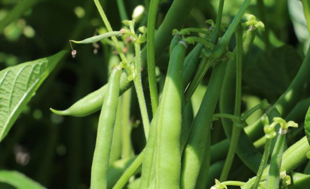 Culturas-agricolas-de-ciclo-curto-como-minimizar-perdas-e-aumentar-a-produtividade-do-feijoeiro Culturas-agricolas-de-ciclo-curto-como-minimizar-perdas-e-aumentar-a-produtividade-do-feijoeiro