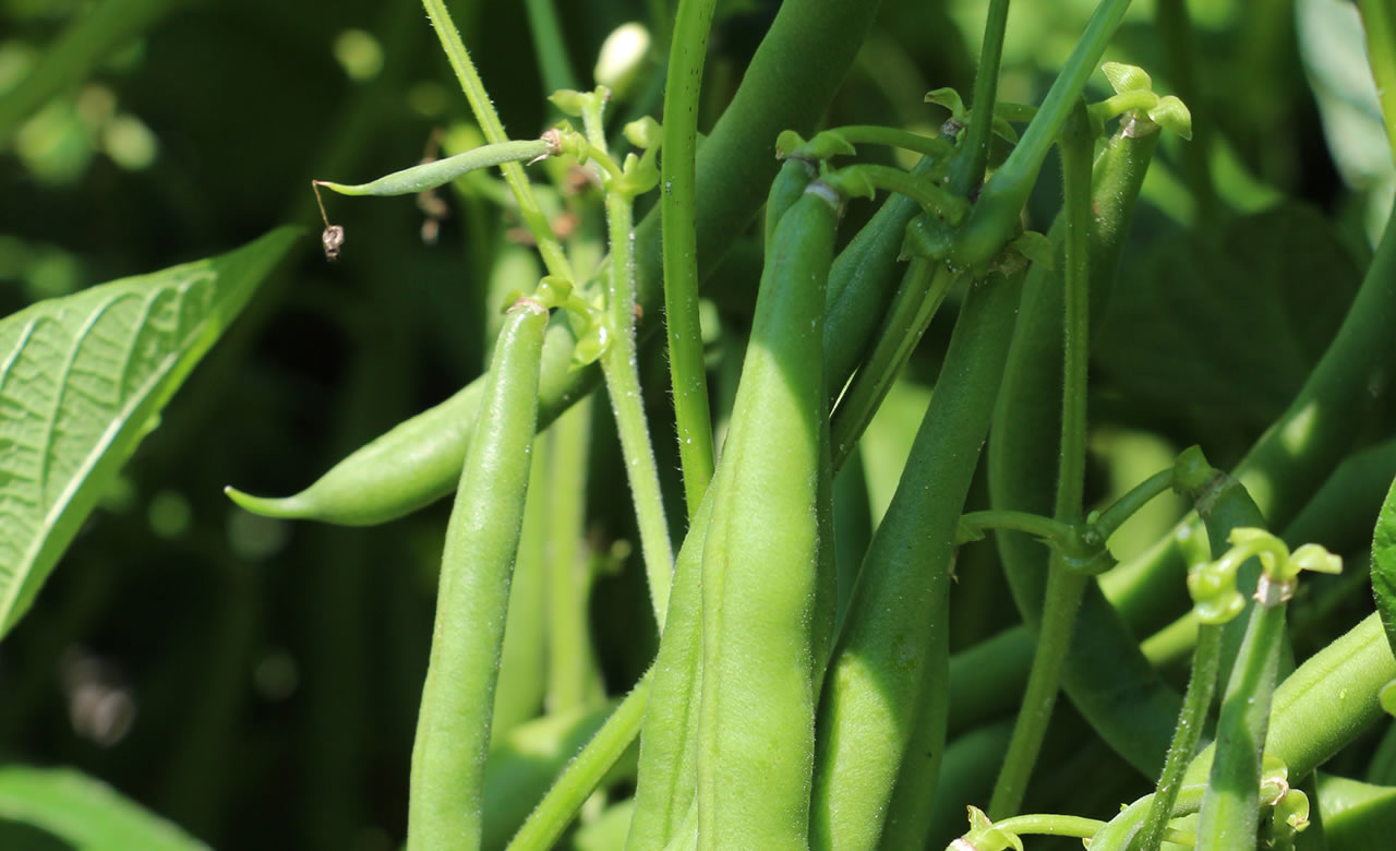 Culturas-agricolas-de-ciclo-curto-como-minimizar-perdas-e-aumentar-a-produtividade-do-feijoeiro