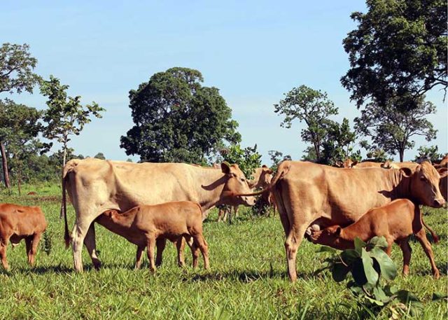 Desmama-precoce-aumenta-prenhez-em-mais-de-20% Desmama-precoce-aumenta-prenhez-em-mais-de-20%