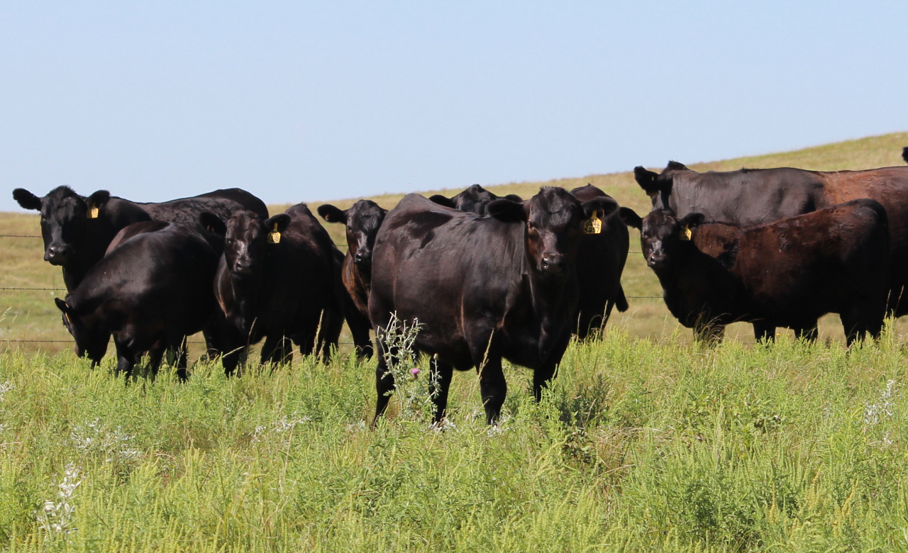 Doenca-Respiratoria-Bovina