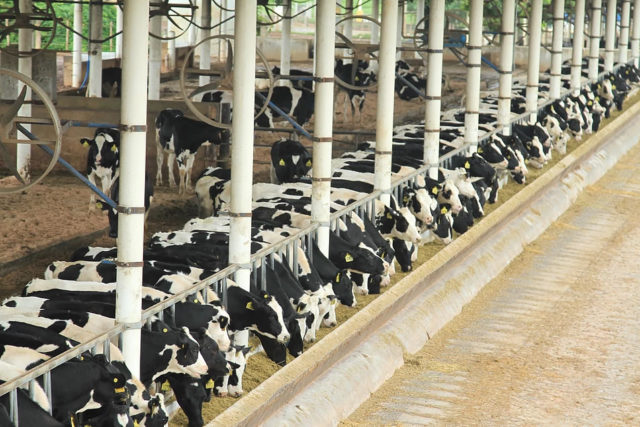 Fazenda-Colorado-mantem-titulo-de-maior-produtora-de-leite-do-Brasil Fazenda-Colorado-mantem-titulo-de-maior-produtora-de-leite-do-Brasil