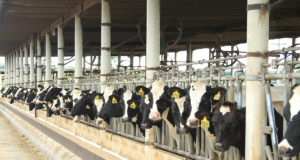 Fazenda-Colorado-mantem-titulo-de-maior-produtora-de-leite-do-Brasil