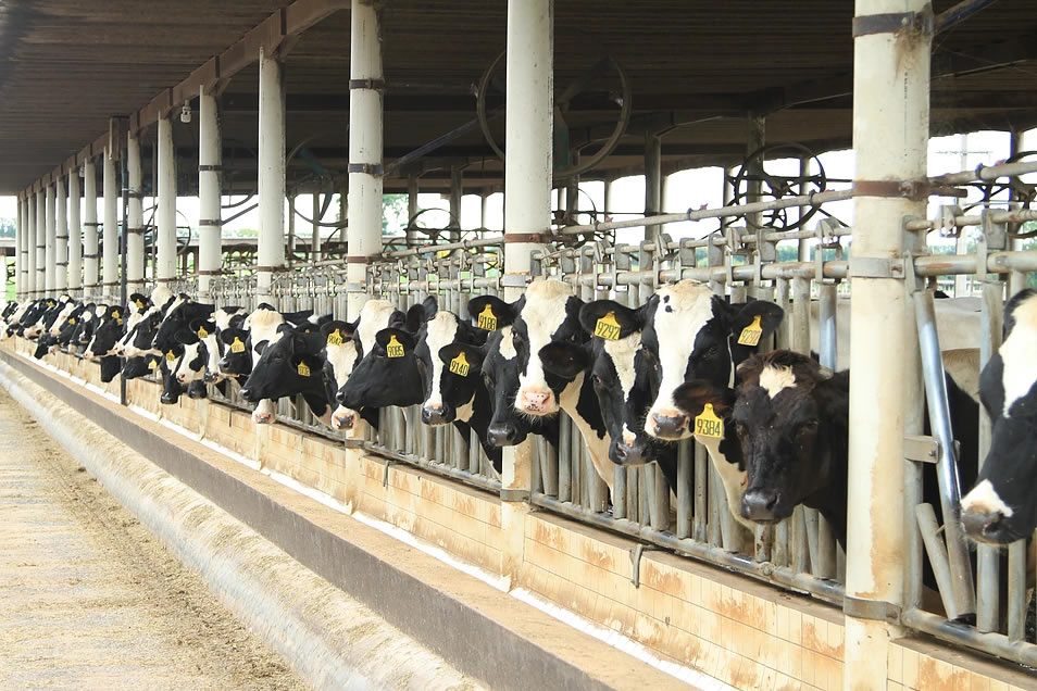 Fazenda-Colorado-mantem-titulo-de-maior-produtora-de-leite-do-Brasil