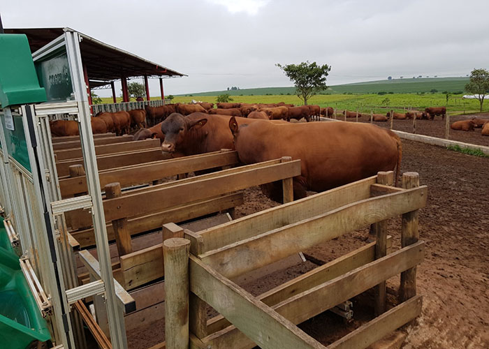 Novo-método-ajuda-a-aumentar-eficiência-hídrica-em-bovinos-de-corte-grama-senepol