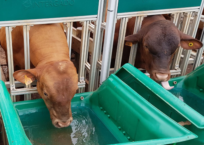 Novo-método-ajuda-a-aumentar-eficiência-hídrica-em-bovinos-de-corte-grama-senepol