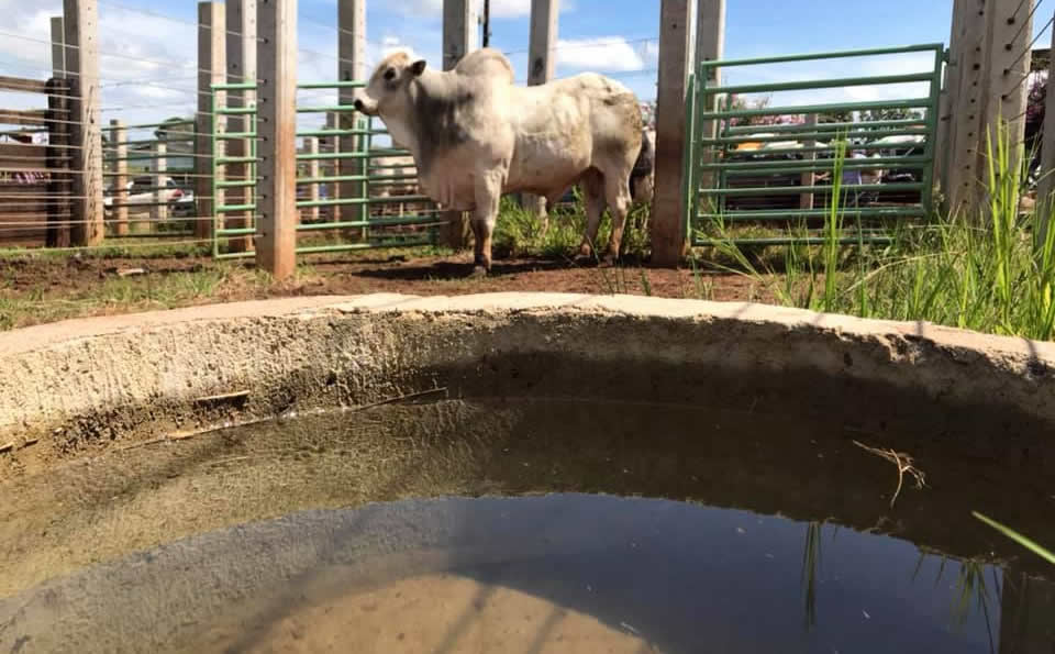 Touros-Nelore-JLB agua limpa