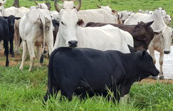 Fazenda Espora de Prata