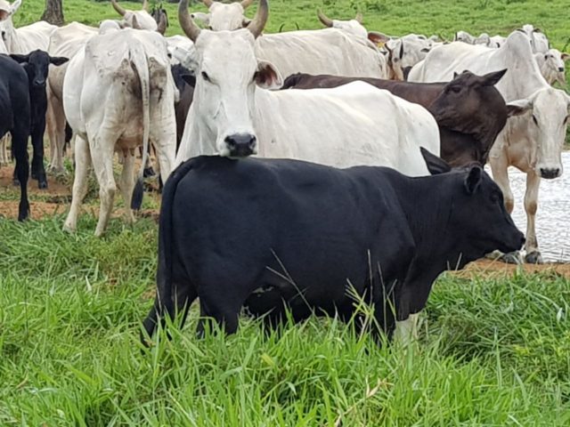 Fazenda Espora de Prata Fazenda Espora de Prata