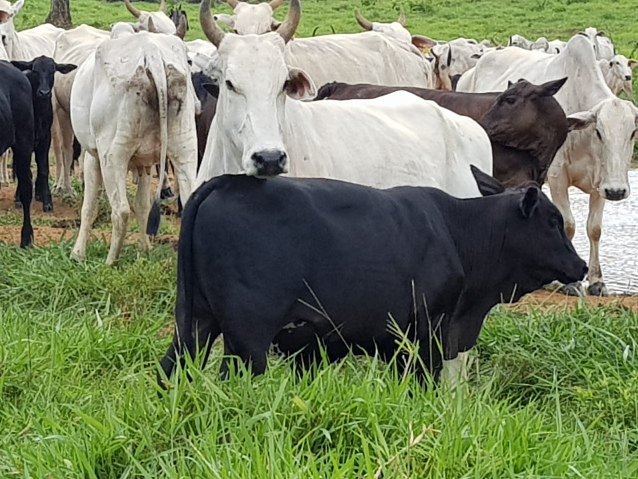 Fazenda Espora de Prata