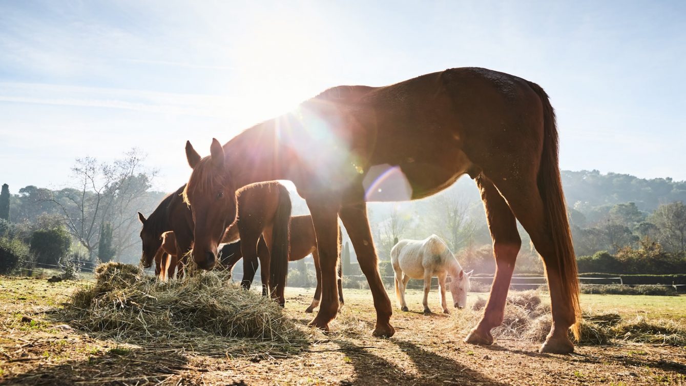 cavalos pastando