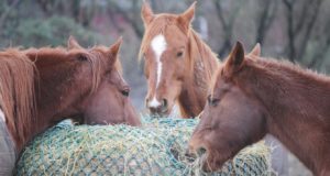 cavalos comendo capim