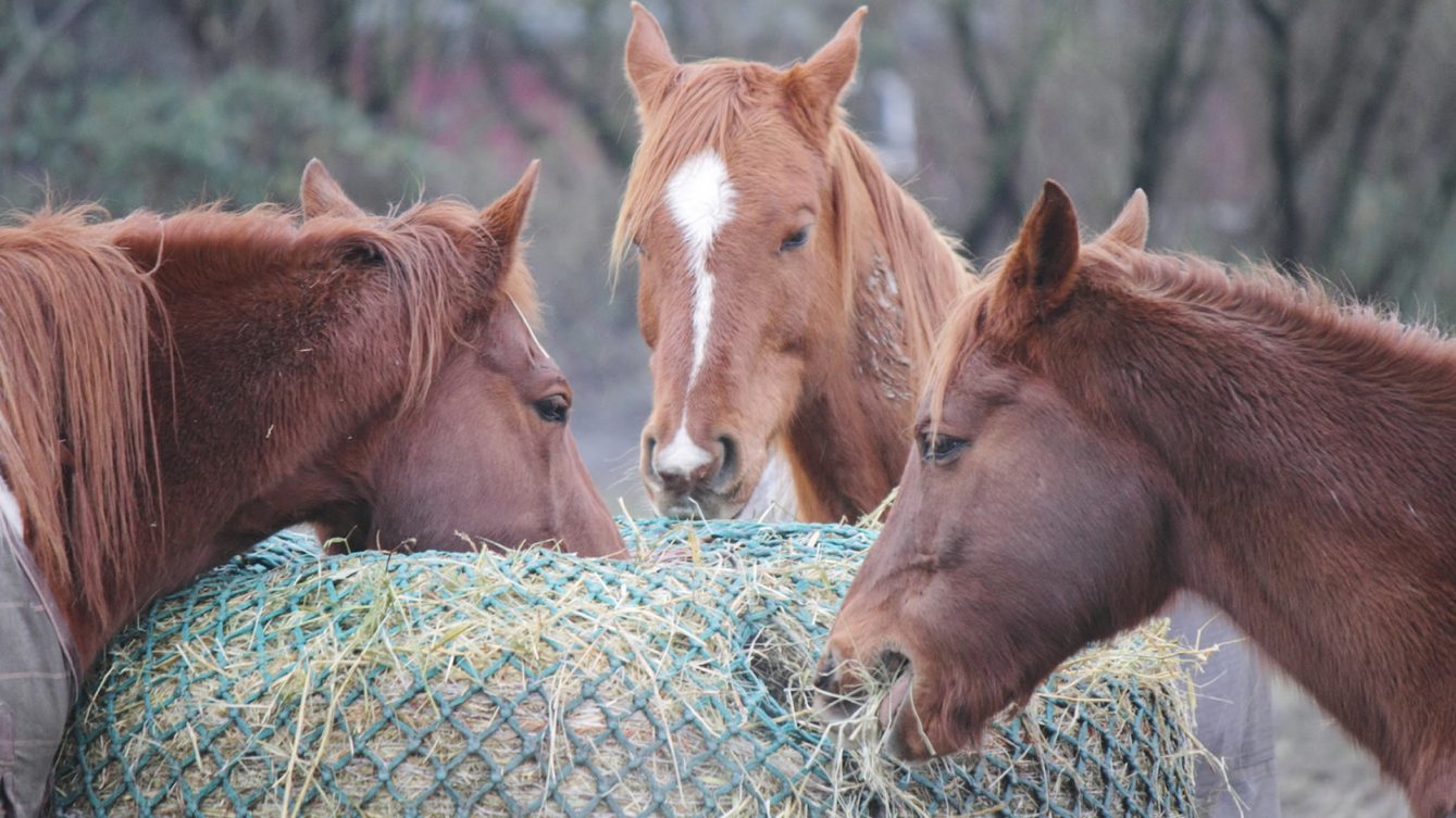 cavalos comendo capim