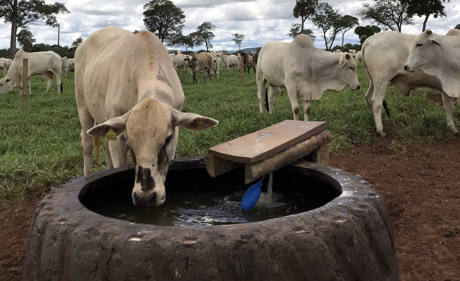 agua-de-qualidade-na-pecuaria-deve-ter-protocolo-1