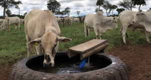 agua-de-qualidade-na-pecuaria-deve-ter-protocolo-1