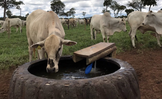 agua-de-qualidade-na-pecuaria-deve-ter-protocolo-1 agua-de-qualidade-na-pecuaria-deve-ter-protocolo-1