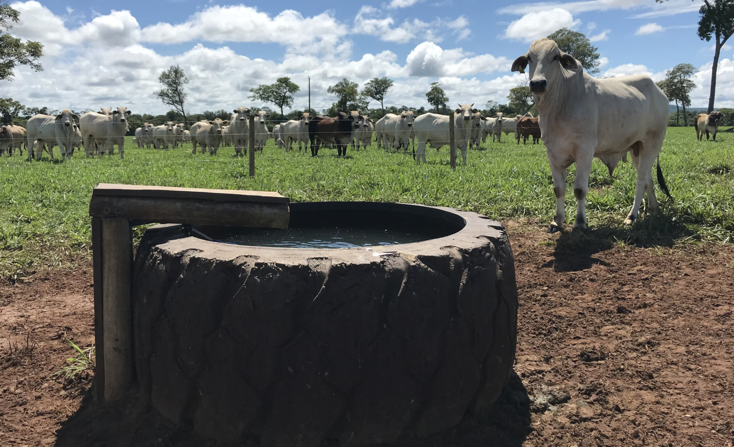 agua-de-qualidade-na-pecuaria-deve-ter-protocolo-1