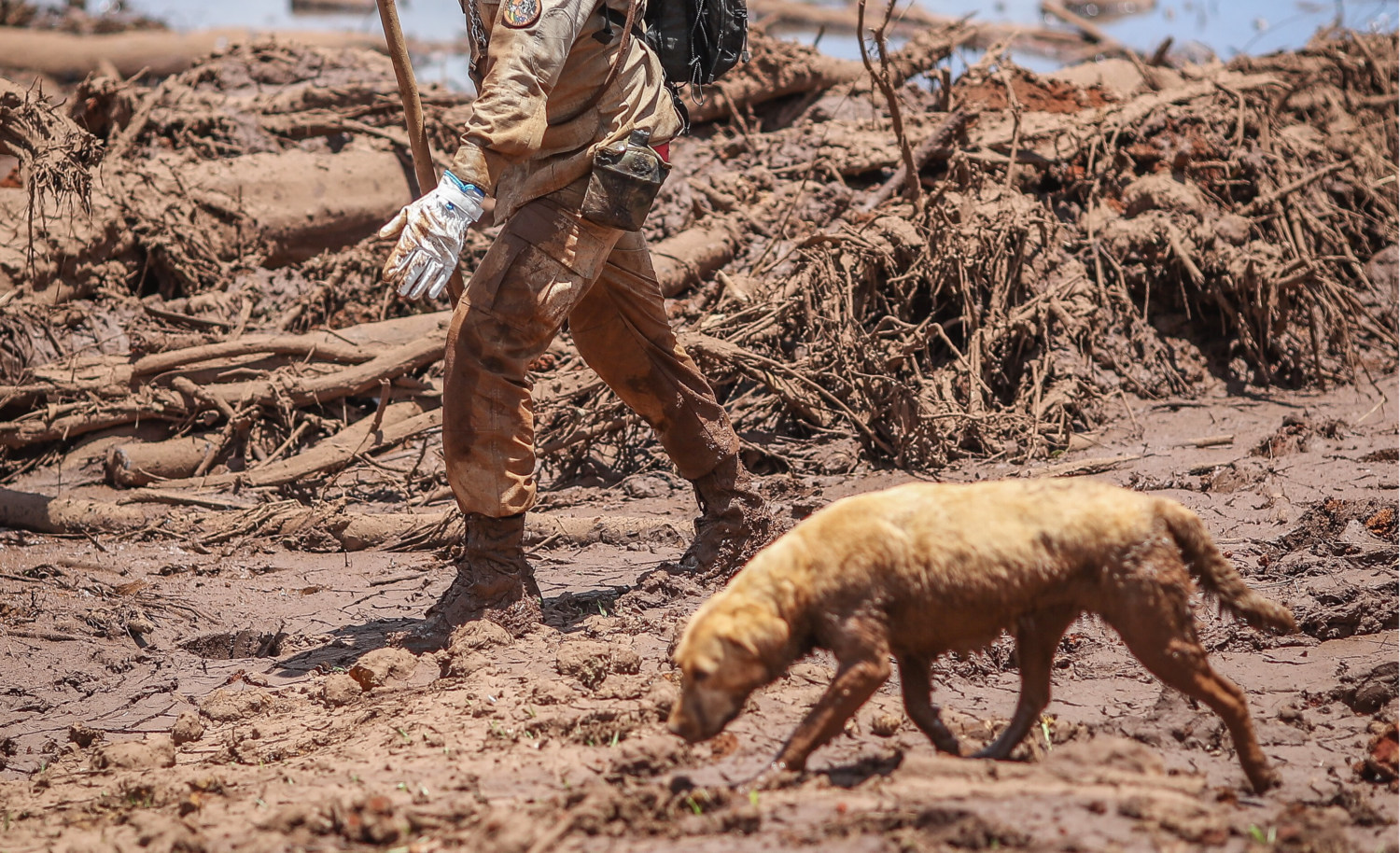 Vacinação antirrábica acontece em Brumadinho no mês de agosto