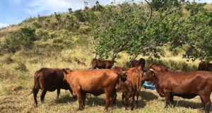 fazenda-mangabeira-santa-gertrudis