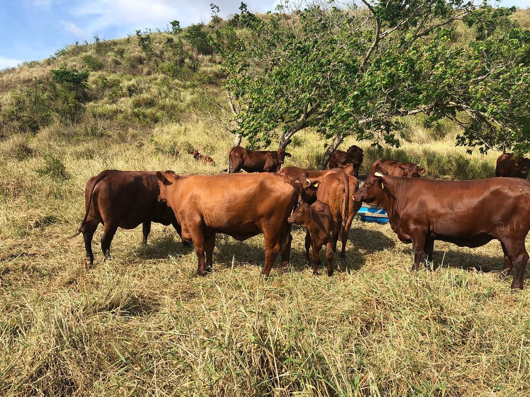 fazenda-mangabeira-santa-gertrudis