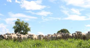 gado-da-cfm-agropecuaria