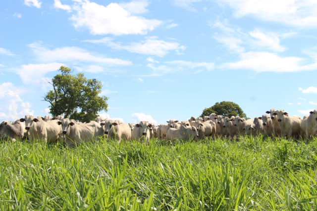 gado-da-cfm-agropecuaria gado-da-cfm-agropecuaria