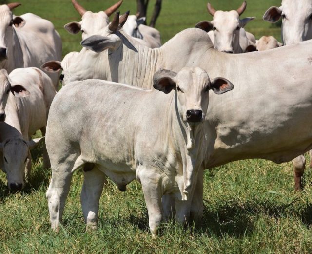 gado-da-fazenda-santa-nice-bezerro-nelore gado-da-fazenda-santa-nice-bezerro-nelore