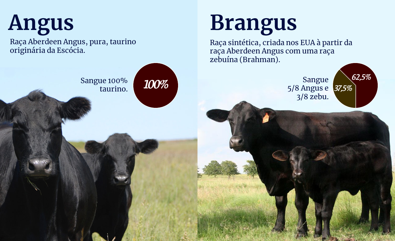 garfico-diferenca-angus-brangus