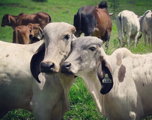 gir-leiteiro-gir-das-colinas gir-leiteiro-gir-das-colinas