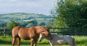 cavalo dormindo