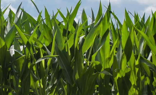 importancia-nutricao-foliar-milho-safrinha importancia-nutricao-foliar-milho-safrinha